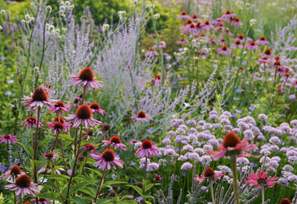 Echinacea Coneflower Seeds for Your Garden