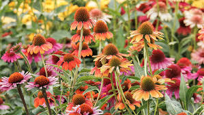 Echinacea Coneflower Seeds for Your Garden