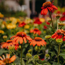 Echinacea Coneflower Seeds for Your Garden