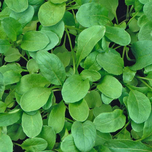 Rucola Coltivata Arugula Cultivated Vegetable Seeds