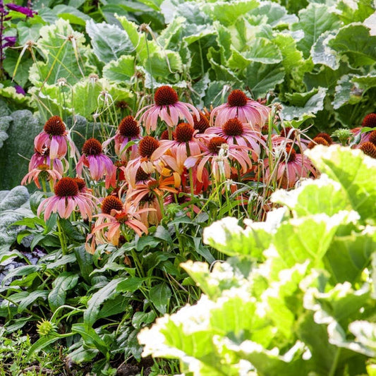 Buy Coneflower Seeds Online Eco Friendly Garden Choices