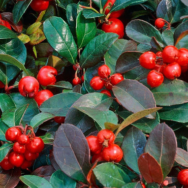 Wintergrün Gaultheria Procumbens Kräutersamen