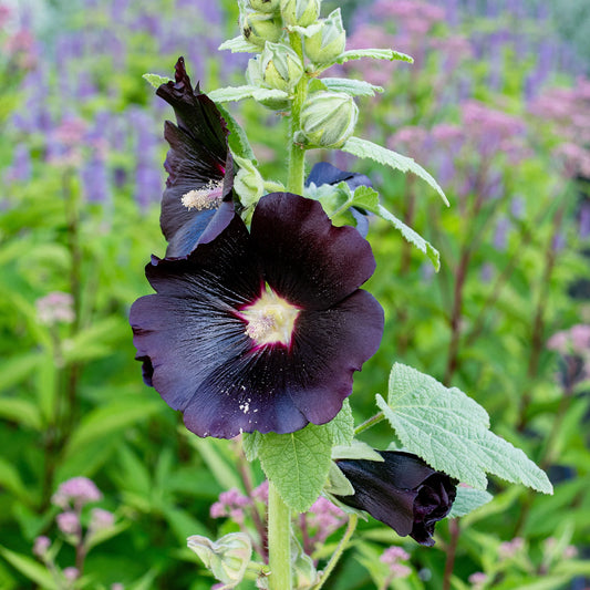 Blacknight Hollyhock Flower Seeds
