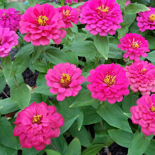 Zinnia Pink seeds for Planting