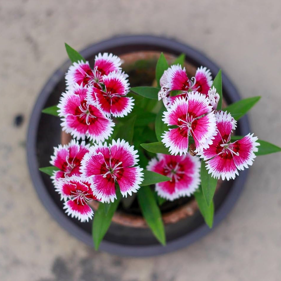 Pink & White Saintpaulia Flower seeds for Planting - Drought Tolerant, Heirloom & GMO Free Seeds for Home Garden