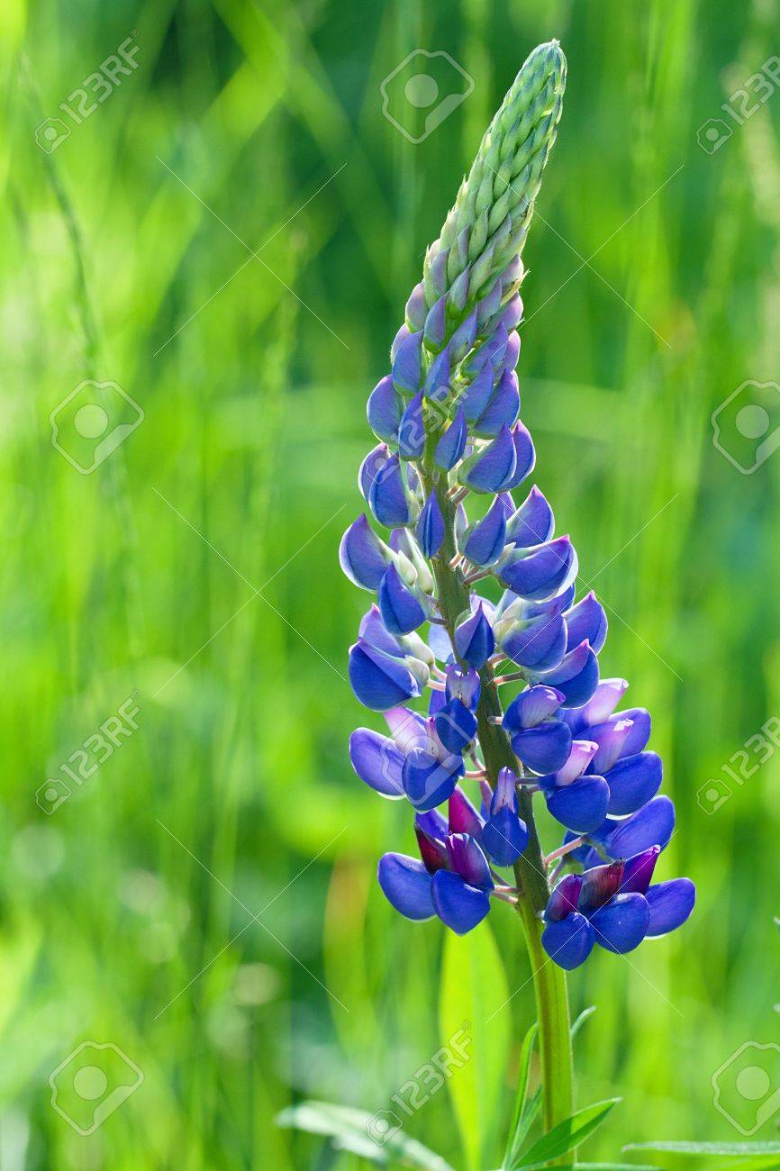 Lupine Wildflower Seeds blue