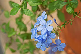 yarrow flower seeds blue