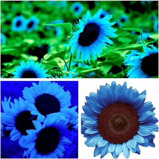Sunflower Seeds for Planting to Plant Blue