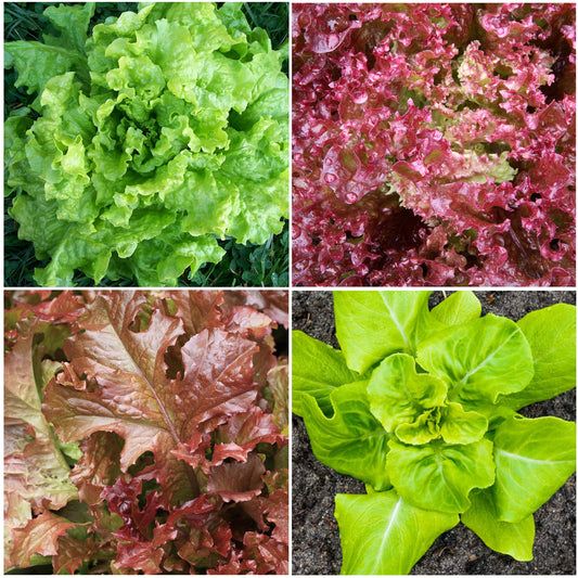 Lettuce Seed Collection – Variety Pack
