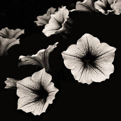 black and white flower seeds Petunia Flower Seeds for Planting – Heirloom, Non-GMO, Easy to Grow, B – Pure Asia Seeds