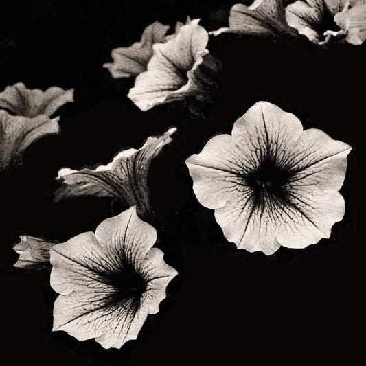 Petunia Flower Seeds for Planting Black and white