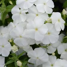Phlox Flower Seeds – White for Planting