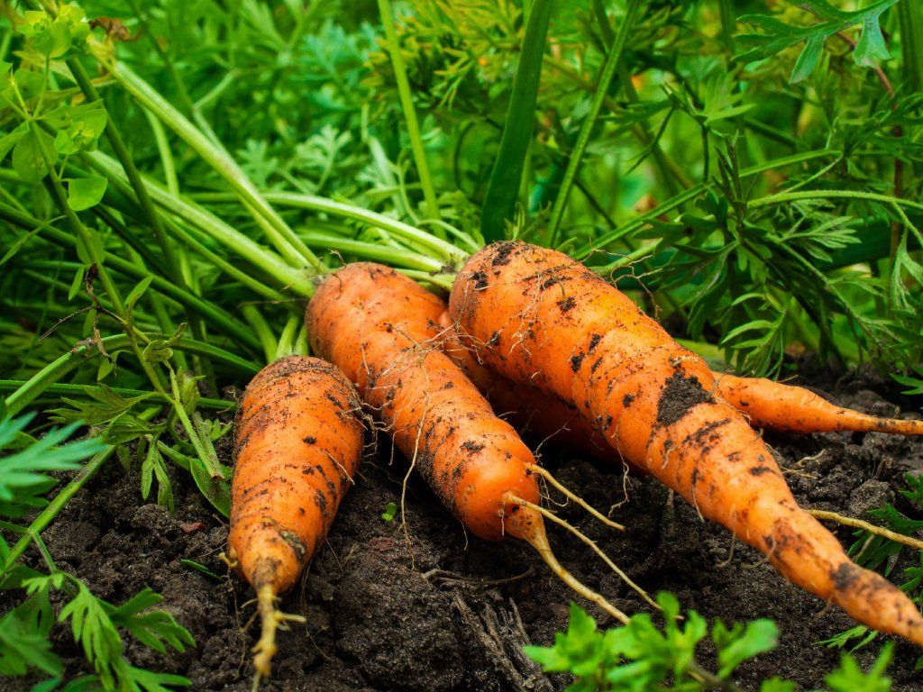 Carrot Seeds for Planting
