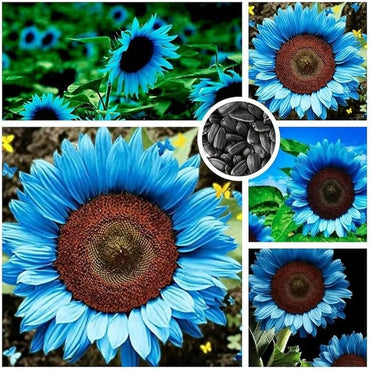 Sunflower Seeds for Planting to Plant Blue