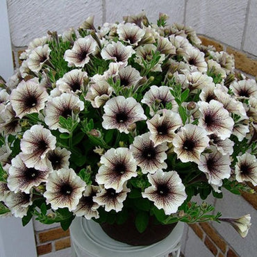 Petunia Flower Seeds for Planting Black and white