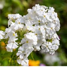 Phlox Flower Seeds – White for Planting