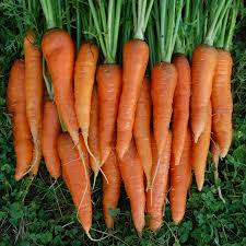 Carrot Seeds for Planting