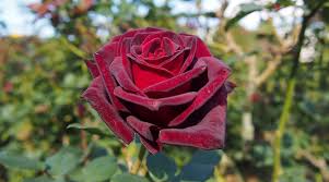 Marron Rose Seeds – For Outdoor Planting