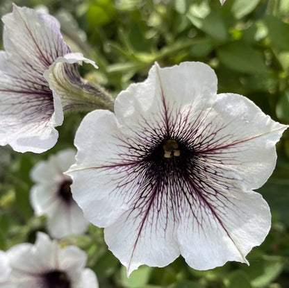Petunia Flower Seeds for Planting Black and white