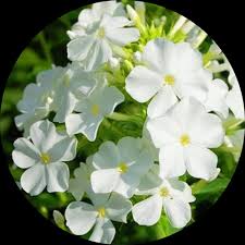 Phlox Flower Seeds – White for Planting