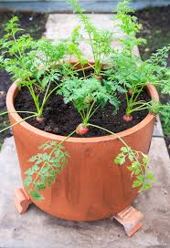 Carrot Seeds for Planting