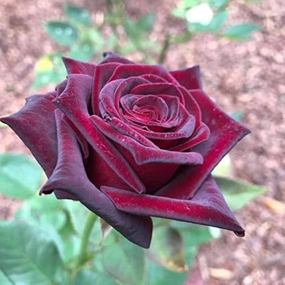 Marron Rose Seeds – For Outdoor Planting