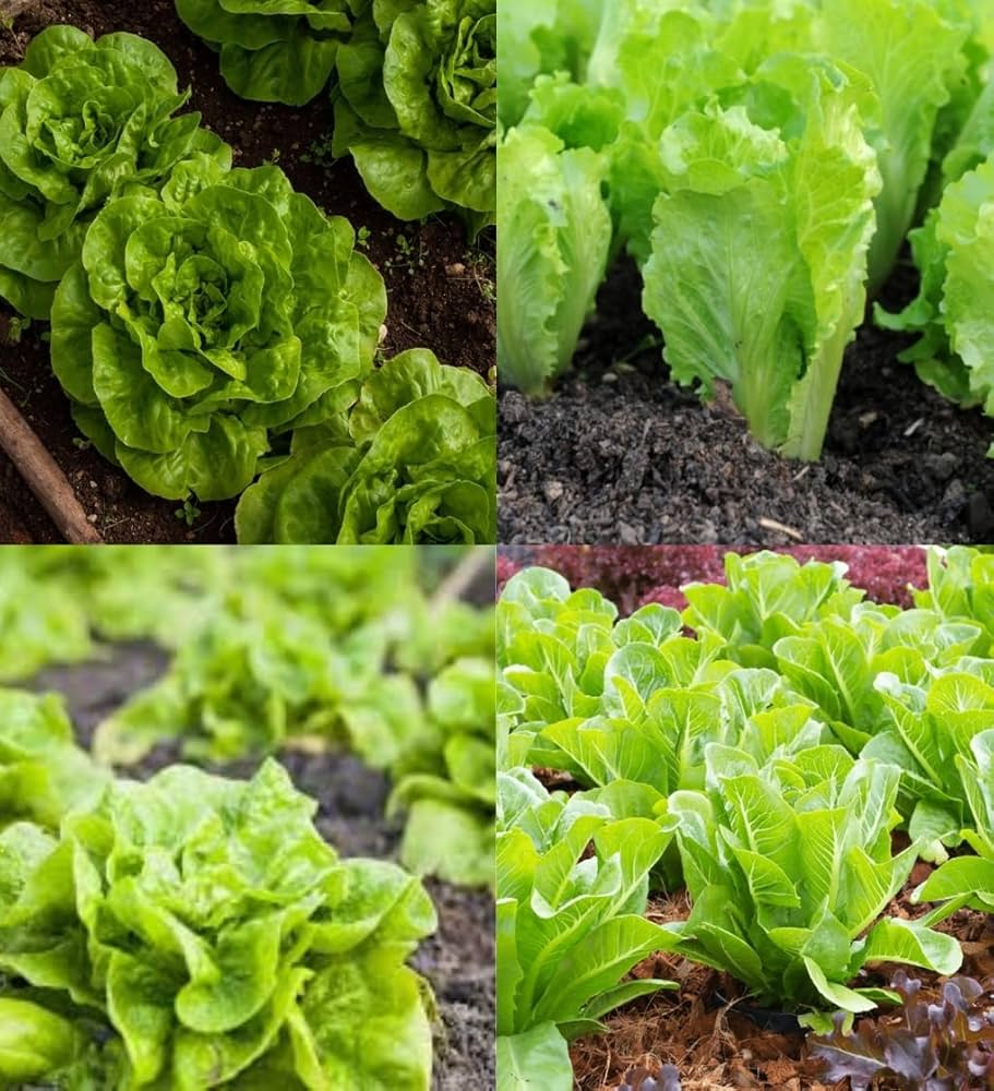 Lettuce Seed Collection – Variety Pack