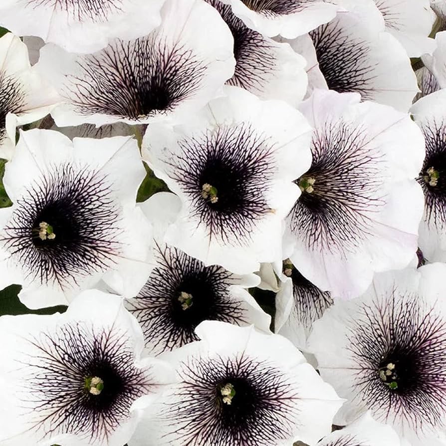 Petunia Flower Seeds for Planting Black and white