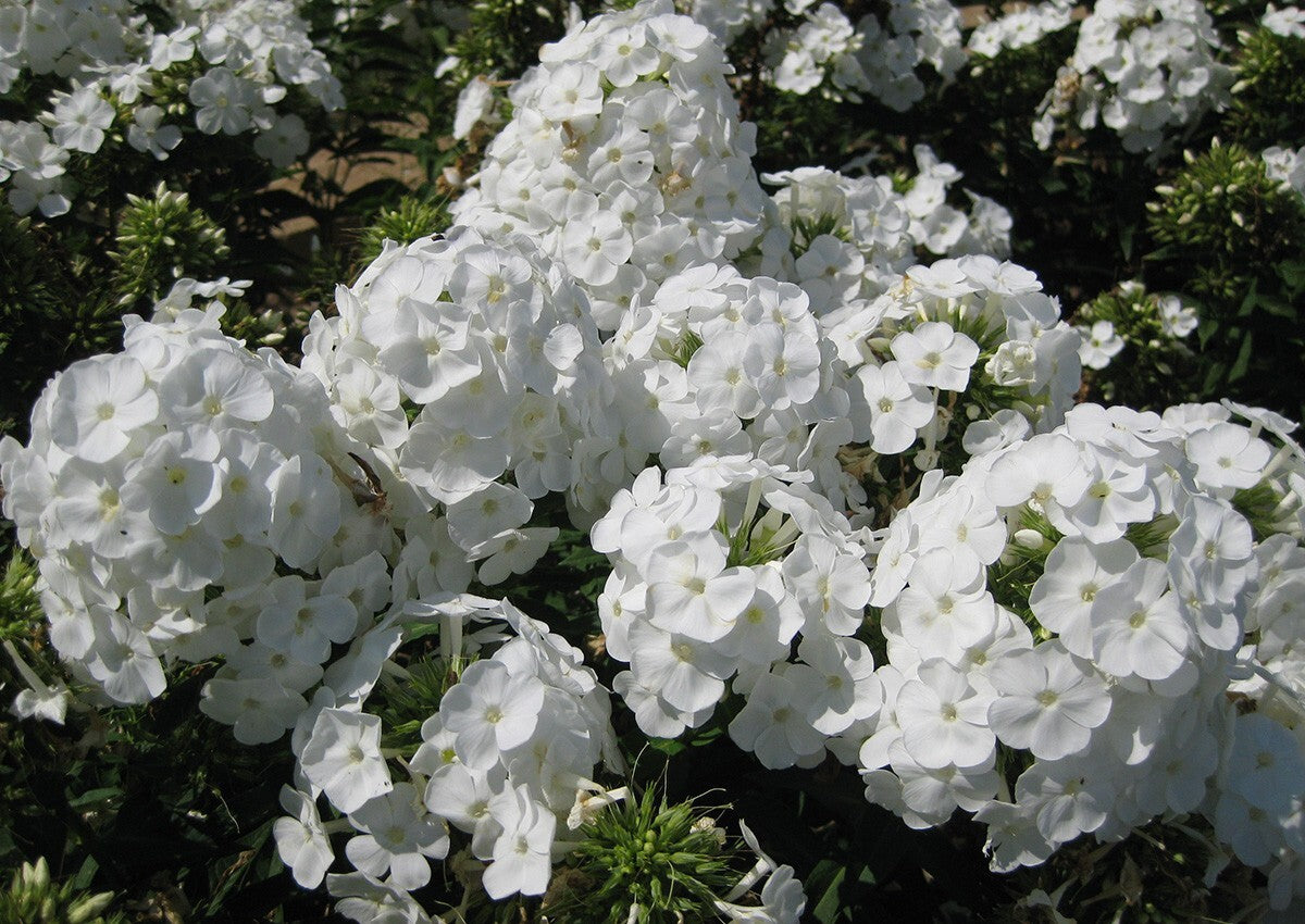 Phlox Flower Seeds – White for Planting