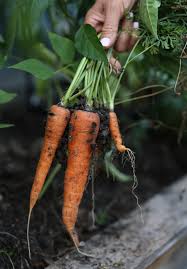 Carrot Seeds for Planting