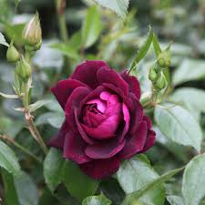 Marron Rose Seeds – For Outdoor Planting
