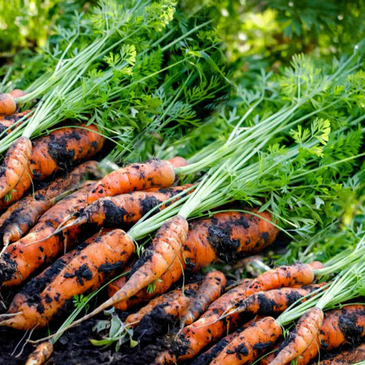 Paris Market Carrots – Garden Planting Seeds