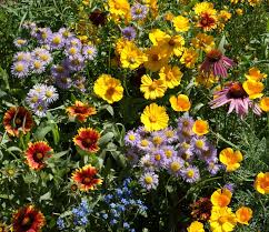 Wildflower Mix Birds Bees & Butterflies