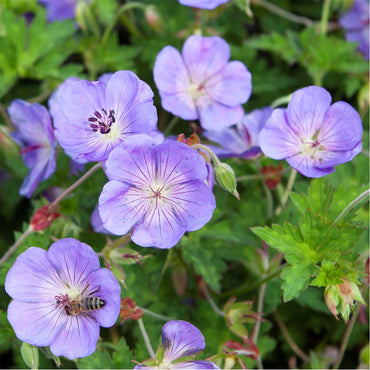 Hardy Geranium Cranesbill Flower Seeds