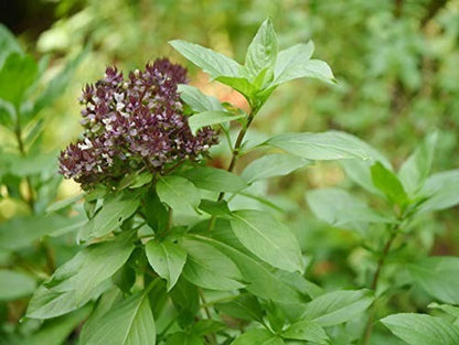 Holy Basil (Tulsi) Herb Seeds