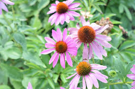 Coneflower Seeds for Every Garden