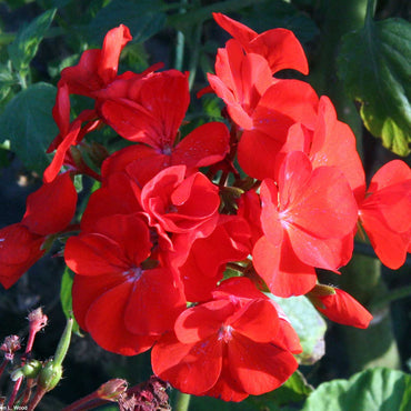 Red Geranium Flower Seeds