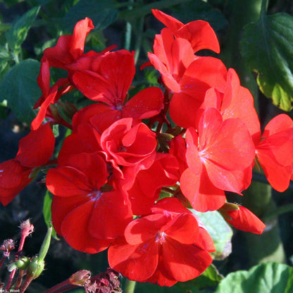 Red Geranium Flower Seeds