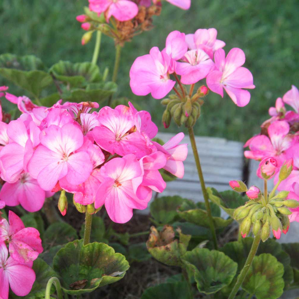 Geranium Pelargonium Flower Seeds