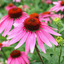 Purple Coneflower Seeds for Planting