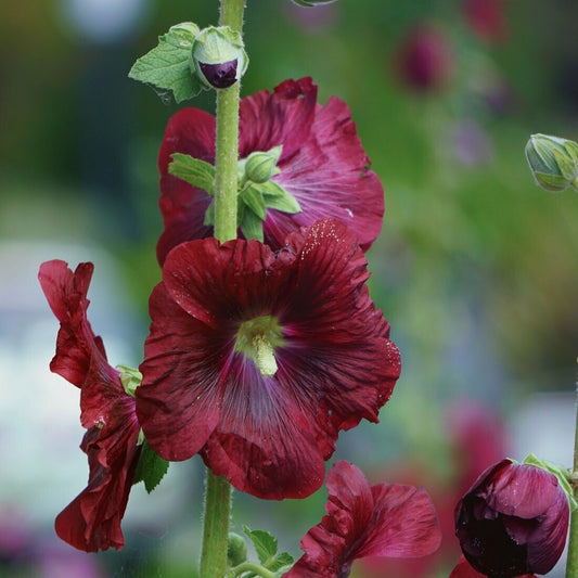 Hollyhock Alcea Rosea Flower Seeds