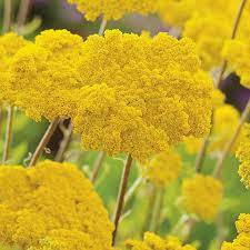 yarrow flower seeds yellow