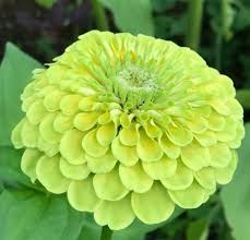 Zinnia Lime Green Flower Seeds for Planting – Fresh Annual Blooms