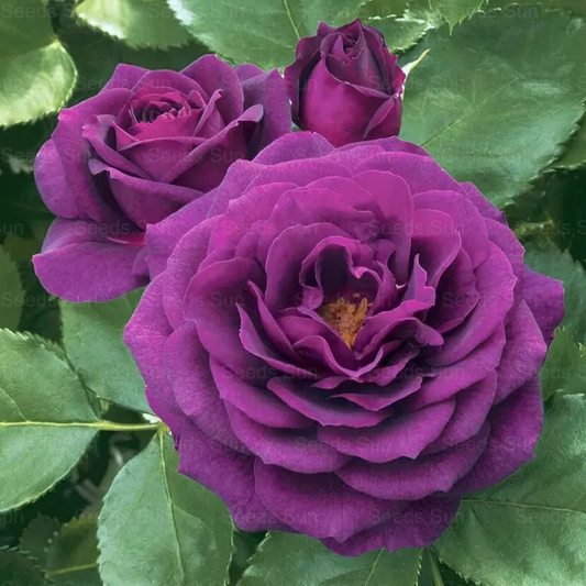 Purple Rose Flower Seeds