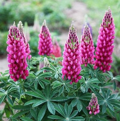 Lupine Wildflower Seeds pink