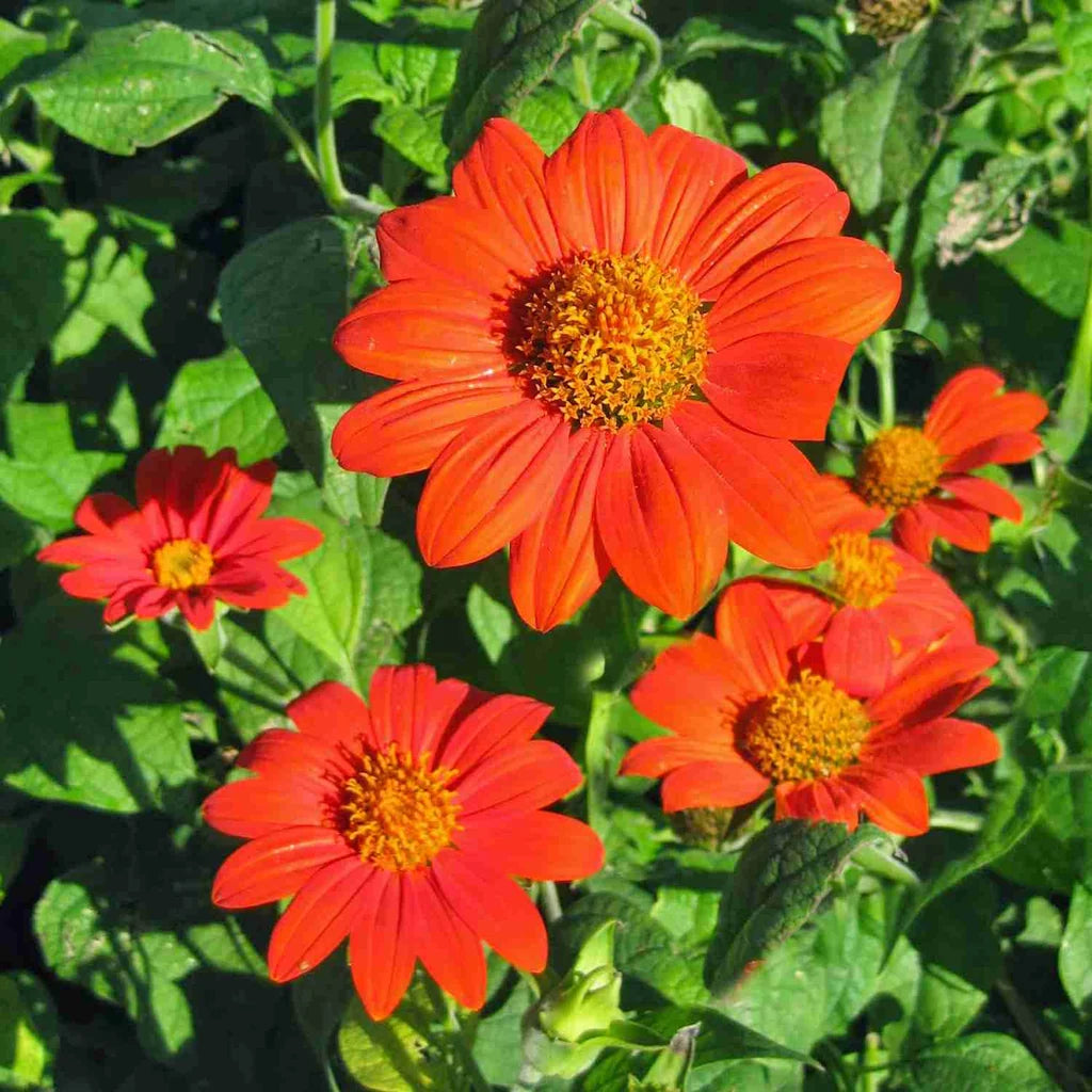 Orange Tithonia Speciosa Flower seeds for Planting - Perfect for Borders, Heirloom & GMO Free Seeds for Home Garden