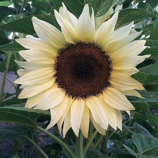 Sunflower Seeds for Planting to Plant cream