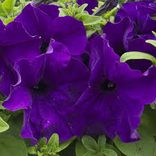 Petunia Flower Seeds for Planting Thick Blue