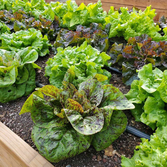 Lettuce Seeds for Garden Planting