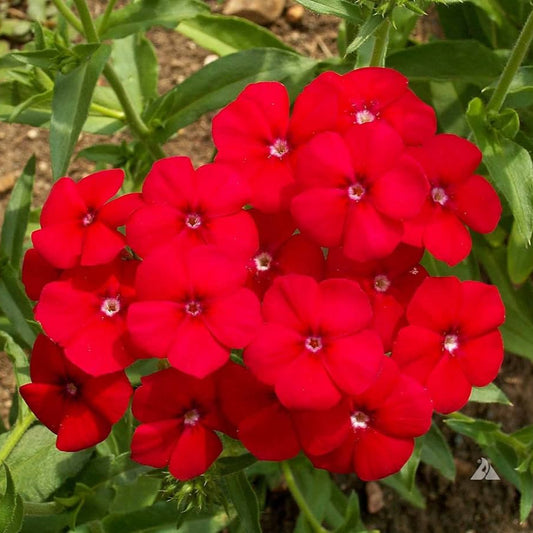 Phlox Flower Seeds – Red for Planting
